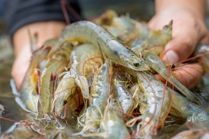Pacific,White,Shrimp,Shrimp,Is,Native,To,North,America.,This