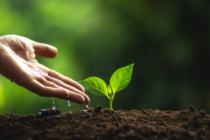 Plant,A,Tree,Natural,Tree,Green,Backgroun,Seedlings,In,Nature