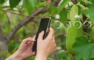 Concept,Of,Technology,For,Agriculture,Smartphone,Control,By,Application