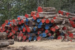 planta reforestadora
